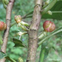 Agrostistachys indica Dalzell